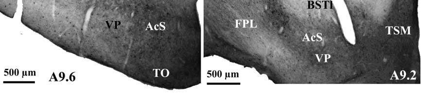 accumbens, core (AcC) területén.