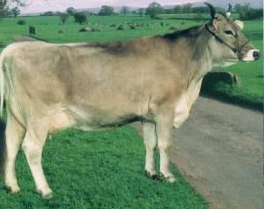 Rasa Brună - Braunvieh - producţie mixtă carne-lapte - tendinţă de a fi inclusă în categoria raselor specializate pentru producţia de lapte - în sistemul descrierii liniare a exteriorului se includ