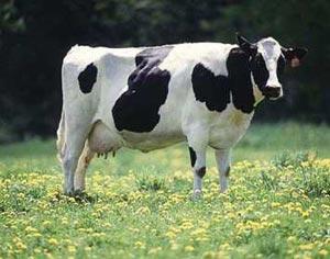 Rasa Bălţată cu Negru Românească Holstein-Friză - rasă specializată pentru producţia de lapte - ponderi diferite ale grupelor de caractere luate în