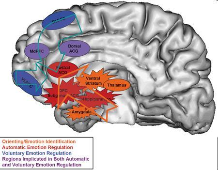 Neurokémia lsd előbb (MI?) Anatómia (HOL?): Neuronális háttér Brain connectivity studies in schizophrenic patients indicate complex alterations in brain functioning and circuitry. Front Hum Neurosci.