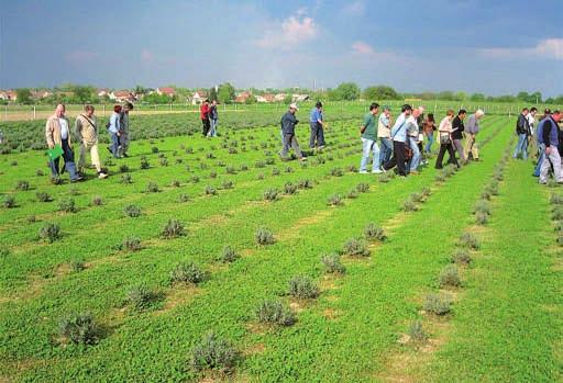 A gyűjtés koordinálásába a szaktanácsadók 2007 tavaszától kapcsolódtak be. A projekt augusztusi lezárásáig kb. 210 fő került bevonásra, és 10 felvásárló-hely kezdte meg működését.