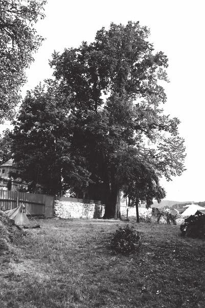 BANSKOBYSTRICKÉ BRESTY Bresty (rod Ulmus), s asi 20 druhmi na severnej pologuli a tromi druhmi u nás, sú krásne, mohutné a dlhoveké listnaté stromy so široko rozloženou korunou.