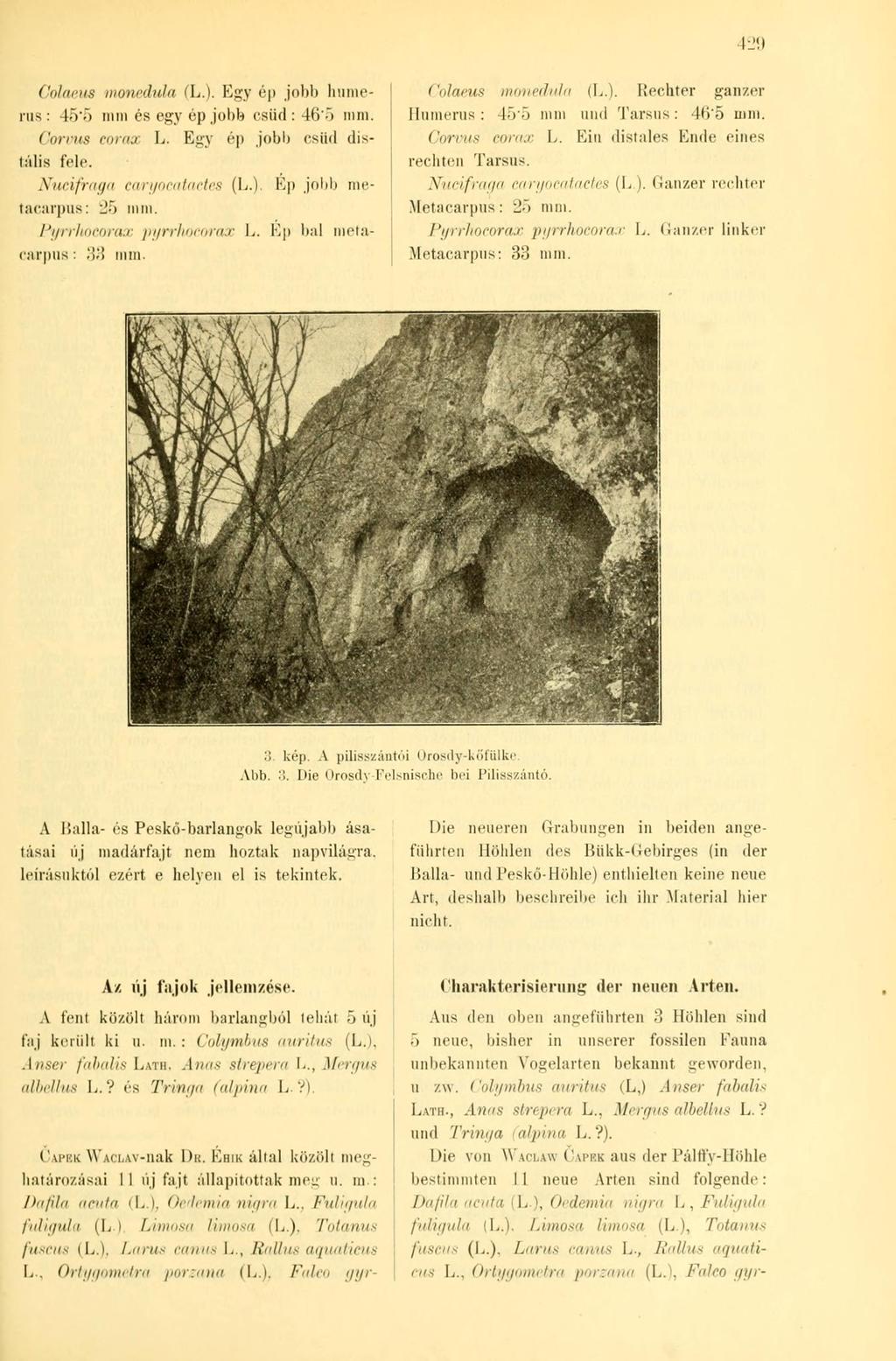 429 Colai'HS monedula (L.). Egy ép jobb humerus: 45*5 nun és egy ép jobb csüd: 46*5 mm. Corvus corax L. Egy ép.jobb csüd distális tele. Nucifraga caryocatactes (L.), Ép jobb metacarpus: 25 mm.