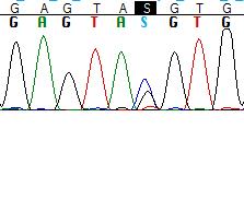 Nonszensz mutáció a mutáció következtében stop kodon alakul ki c.468c>g het., p.y156* c.