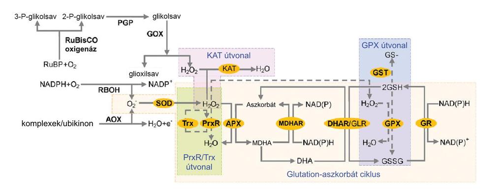 respiráció, a plazmamembrán-kapcsolt NADPH-oxidáz és az apoplasztikus diamin oxidáz aktiválása (Munns és Tester 2008, Abogadallah 2010).