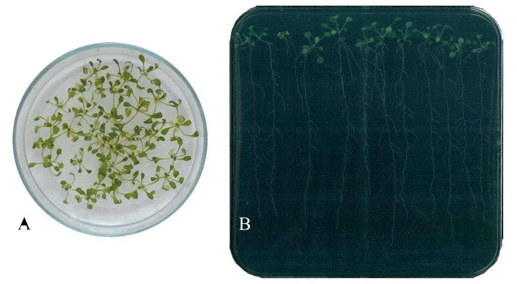 5. ábra: Lúdfű növények nevelési körülményei rövidtávú Petri-csészés kísérletek során. A csíranövényeket. A lúdfű csíranövényeket 2 hetes korukban helyeztük át NaCl- vagy SA tartalmú táptalajokra (A).