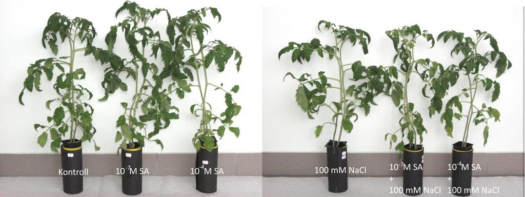 6. ábra: Nyolc hetes paradicsom növények 3 hét SA előkezelést és egy hét 100 mm NaCl kezelést követően. 4.