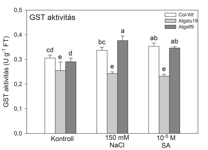 a gyökérnövekedésüket. Az eredmények alapján elmondhatjuk, hogy az Atgstf9 mutánsoknak már kontroll körülmények között is lecsökkent a gyökérnövekedése a vad típushoz és az Atgstu19 mutánshoz képest.