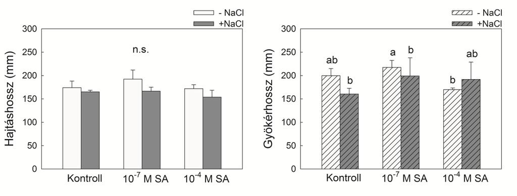 5.10 Paradicsom növények növekedésében bekövetkező változások SA előkezelés hatására sóstressz akklimatizáció során A hidropónikus kultúrában nőtt 4 hetes paradicsom növényekben 4 hét 10-4 M SA