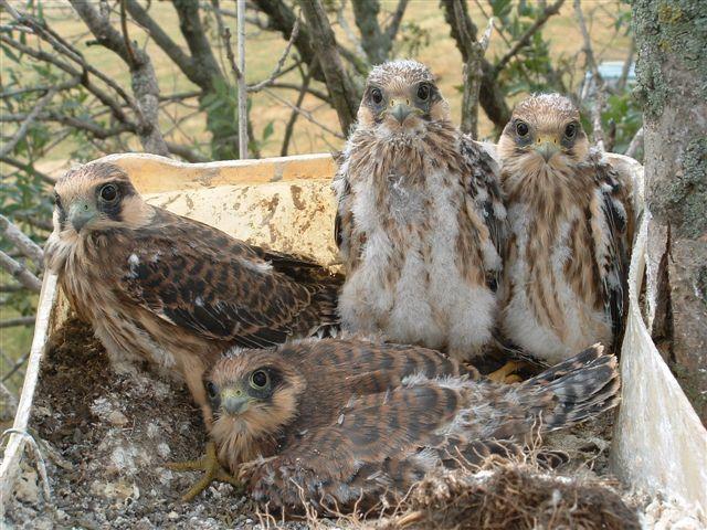 14 Heliaca 2004 A költési szezon során fokozott figyelmet fordítottunk a vetési varjú telepeken fennmaradt kék vércse költések felderítésére és az esetleges veszélyeztető tényezők kiküszöbölésére.