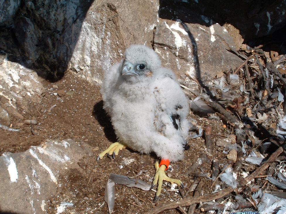 34 Heliaca 2004 tartózkodott egy pilisi sziklafal környékén május és augusztus között valószínűleg átnyaralt. Gyűrűt nem sikerült megfigyelni a madáron.