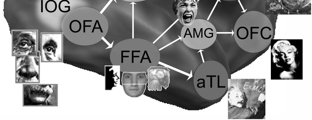 IOG - gyrus occipitalis inferior; STS - sulcus temporalis superior; FFA - fusiformis arc terület; atl - temporalis lebeny elülső területe; AMG - amygdala; IFG - inferior frontalis gyrus; OFC -