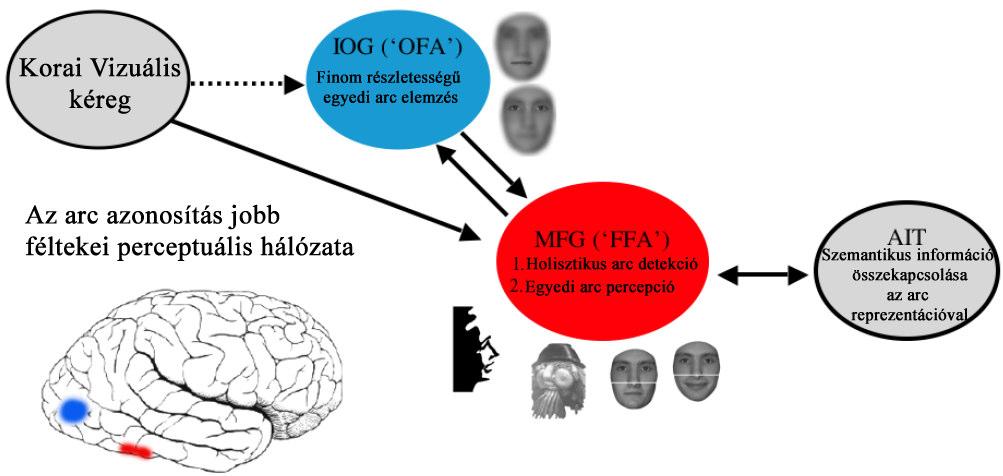 1.5. ábra. Az arcfelismerés korai, perceptuális szakaszának első állomásai (FFA, OFA) és a köztük lévő feltételezett kapcsolatrendszer.