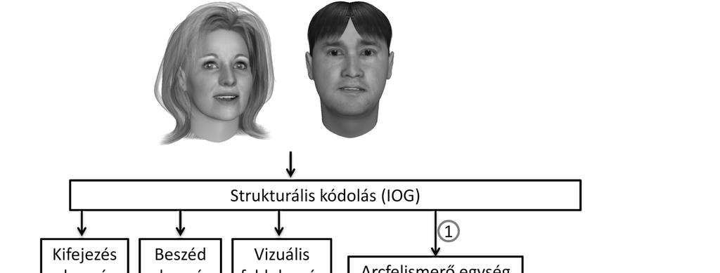 2.4. A prosopagnosia lehetséges alcsoportjai az arcfelismerés neurokognitív modelljei alapján A 90-es évek második felétől egyre több prosopagnosiás esetbeszámoló jelent meg, ám a különböző