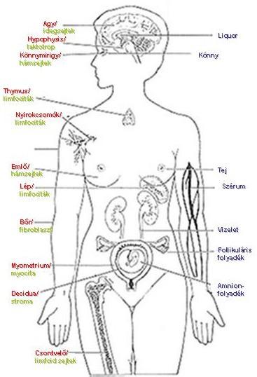 1. ábra A prolaktin előfordulása a szervezetben (bal oldalon a piros színnel a szervek, zöld