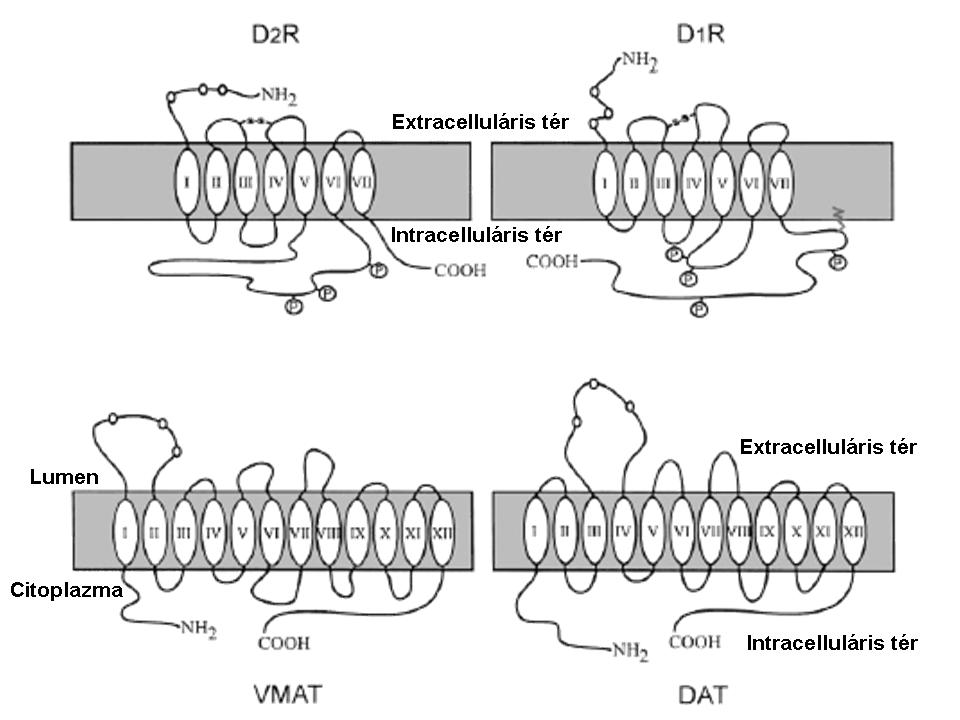 8. ábra Dopamin receptorcsaládok és transzporterek szerkezeti tulajdonságai 2.