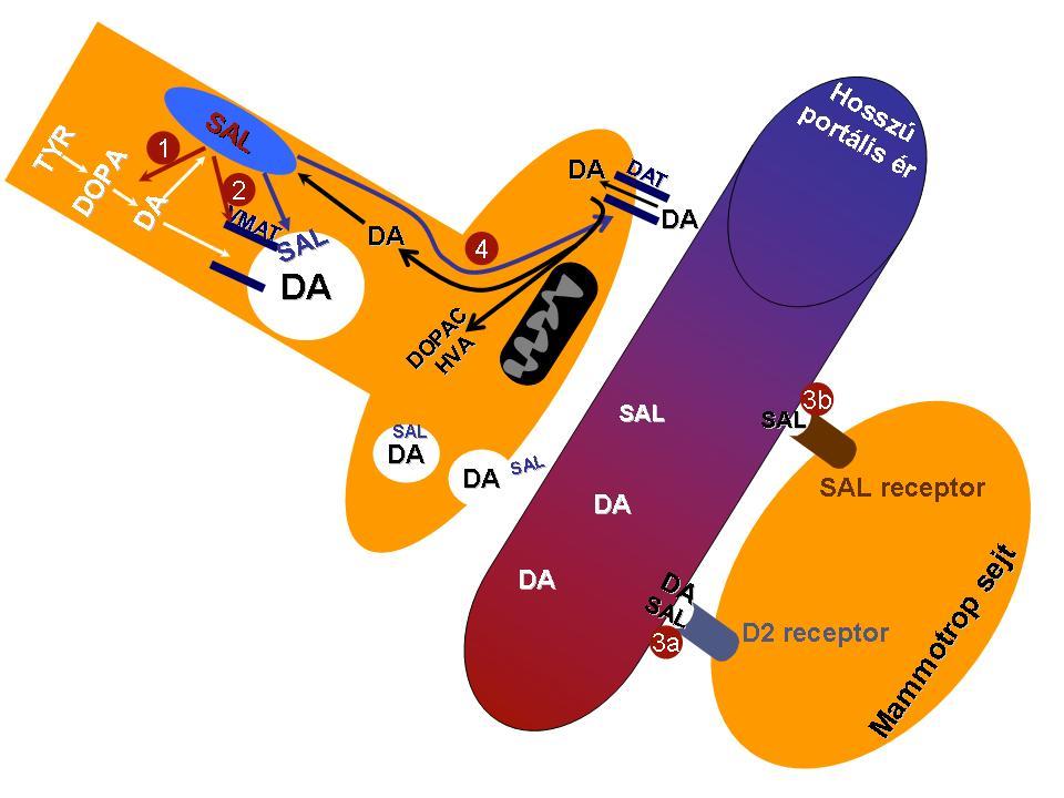 23. ábra A salsolinol lehetséges támadáspontjai és hatásmechanizmusa.