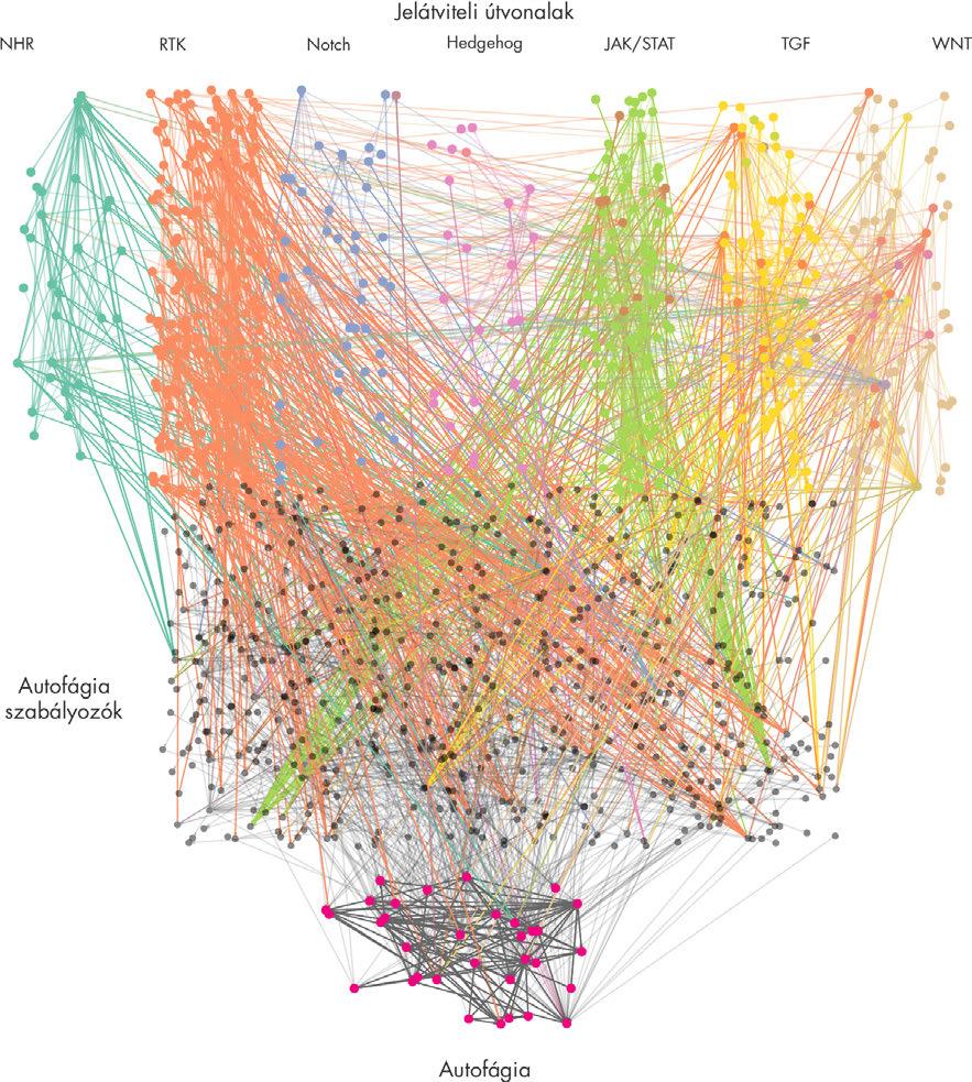 24. ábra. A jelátviteli útvonalak és az autofágia fehérjék kapcsolatai. Felül eltérő színekkel jelölve a SignaLink 2-ből származó hét jelátviteli útvonal látható.