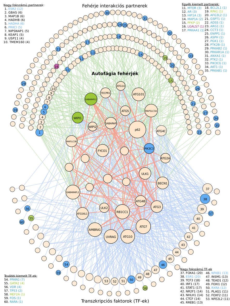 26. ábra. Rákban mutációt szenvedő gének és gyógyszercélpontok az autofágia szabályozási hálózatában.
