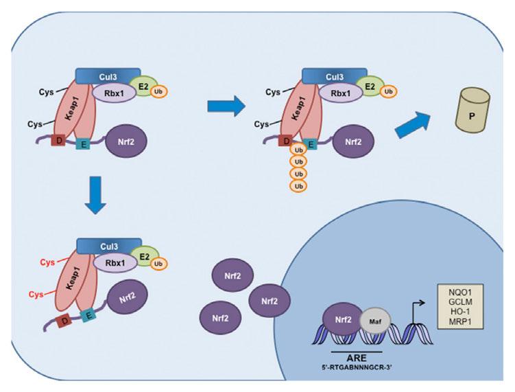 3. ábra. Az NRF2 szabályozásának áttekintése. Nyugalmi állapotban az NRF2 a KEAP1-hez kötötten, a citoplazmában található.