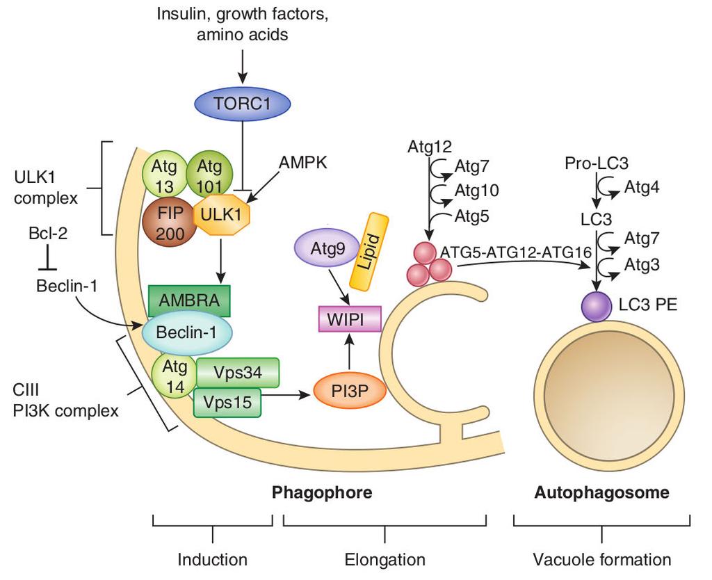 5. ábra. Az autofágia fehérjék szerepe a fagofór képződésében. Az autofágia fehérjék többsége az autofágia iniciációja során a PAS (phagophore assembly site) területére lokalizálódik.