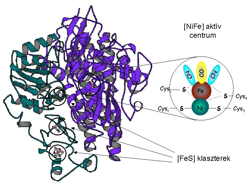 1.2. A [NiFe] hidrogenázok szerkezete, működése, bioszintézise 1.2.1. Az aktív centrum és a reakció molekuláris mechanizmusa A számos Desulfovibrio fajból izolált [NiFe] hidrogenáz röntgen