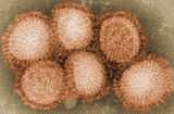 A madárinfluenza vírusa Burkos RNS vírus, alacsony ellenálló képességű Orthomyxoviridaecsalád, Influenzavírus nemzetség A, B és C típus Madarakban influenza A vírus - minden madárfaj Két nagy