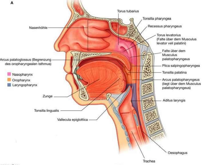 Pars nasalis pharyngis / Epipharynx, Nasopharynx: Fornix pharyngis Tonsilla pharyngealis Ostium pharyngeum tubae auditivae Torus tubarius Plica salpingopharyngea Plica salpingopalatina Torus