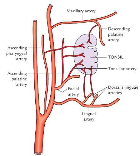 A tonsilla palatina vérellátása 1. A. facialis (Rr. tonsillares) 2. A. palatina ascendens (R. tonsillaris) 3. A. pharyngea ascendens (Rr.