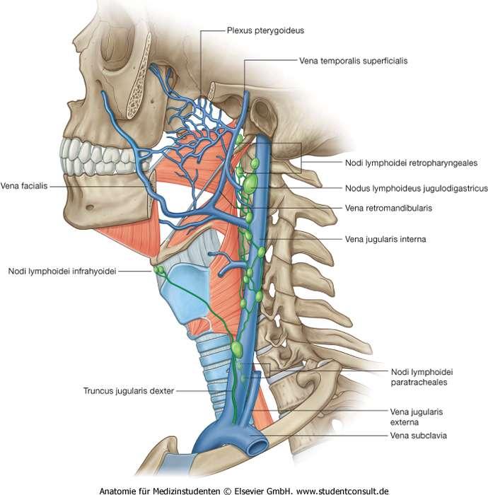 A pharynx vérellátása és nyirokelvezetése Arteriák a. pharyngea ascendens (ex. a. carotis externa) rr. pharyngei a. thyroidea superior (ex. a. carotis ext.) et inferior (ex a. subclavia) a.