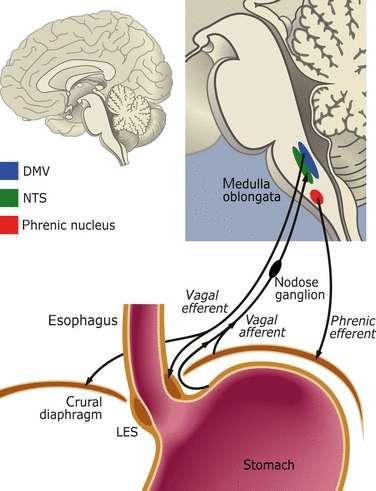 A nervus vagus motoros neuronjai kontrakciót és relaxációt egyaránt kiválthatnak a LES-ben.