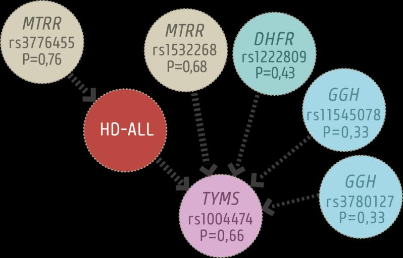 13. ábra: A hiperdiploid akut limfoid leukémia (HD-ALL), mint célváltozó és a prediktor változók (polimorfizmusok) függőségi kapcsolati hálója, valamint a hozzá tartozó posterior valószínűségi