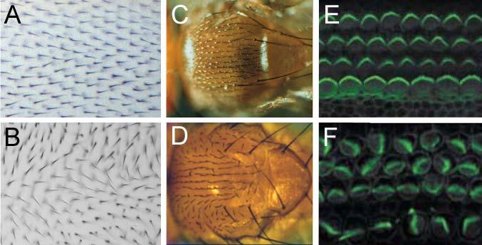 Csoportunk is a Dsh-höz való kötődési képessége, és a nem kanonikus Wntszignalizációban leírt szerepe miatt kezdett érdeklődni a Drosophila DAAM ortológ iránt, mivel abban az időben a csoport fő