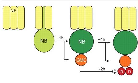 EREDMÉNYEK A Drosophila embrionális központi idegrendszer szerkezete és fejlődése A muslicák embrionális idegrendszere a neuroektodermából alakul ki, olyan ektodermális sejtekből, melyeknek megvan a