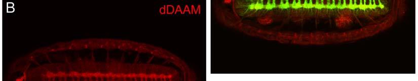 A Drosophila DAAM szükséges az idegsejt nyúlványok megfelelő projekciójához az embrionális központi idegrendszerben A ddaam idegrendszeri szerepének vizsgálata során először az embrionális központi