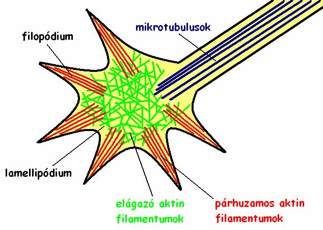 BEVEZETÉS Az axonnövekedés és a növekedési kúp általános jellemzése A komplex idegi működés alapja a megfelelő idegsejtek közötti kapcsolatok kialakulása.