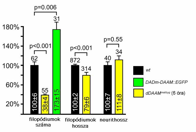 Ennek a kérdésnek a vizsgálatára ddaam mat/zig mutáns embriók központi idegrendszeréből származó primer idegsejt kultúrákat használtunk. A kísérlet során a filopódiumok számát, hosszát, ill.