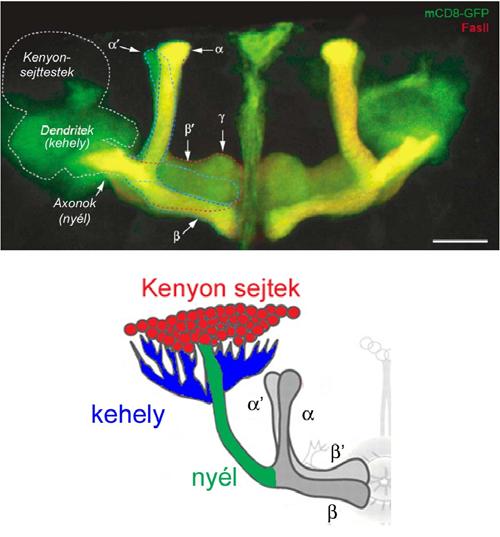 γ lebenyt idegzik be, mely a leganteriorálisabb része a mediális lebenynek. Az α /β neuronok elágaznak a nyél anteriorális végénél és az α és a β lebenyebe projektálnak.