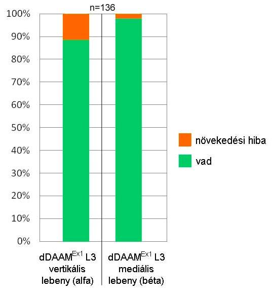 többségében csak a γ neuronok axonjai vannak jelen, amelyek a mediális és a vertikális lebenyekbe tömörülnek.