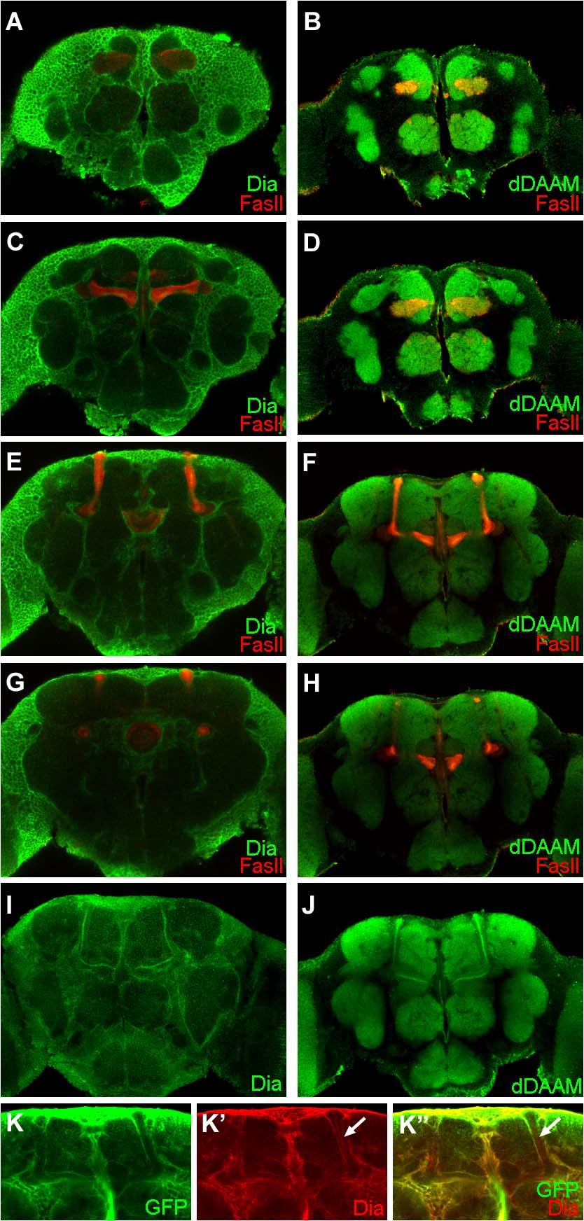 34. ábra A Dia és a ddaam lokalizációjának összehasonlítása Drosophila agyban.