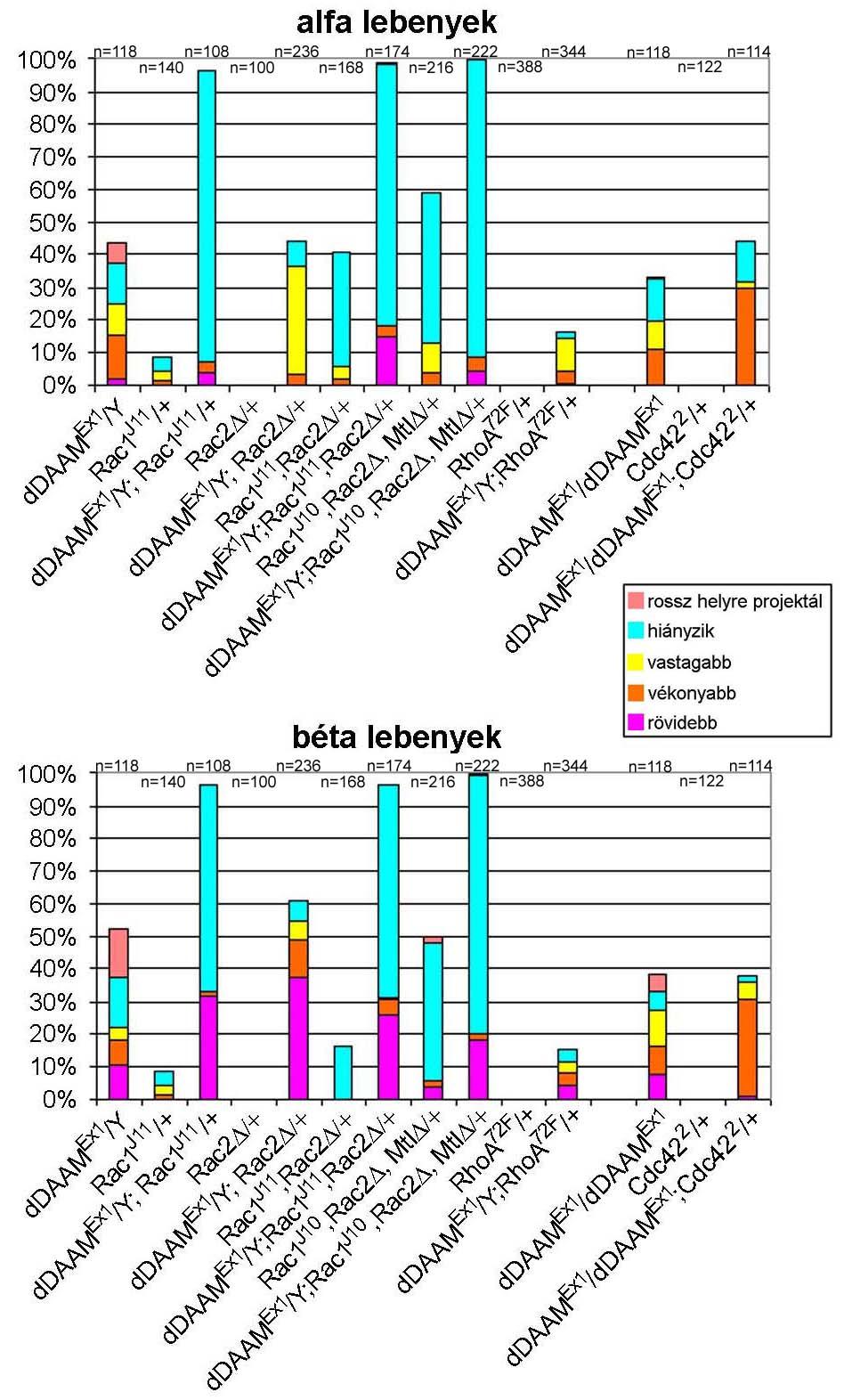 42. ábra Genetikai interakciós vizsgálatok eredményei a Rho típusú kisgtpázok alléljaival.