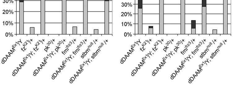 erősödés volt látható (46. ábra), míg a fmi esetében az α lebenyekben volt domináns interakció megfigyelhető, ahol is a mutáns lebenyek aránya 37%-ról 70%-ra nőtt (46. ábra). 46.
