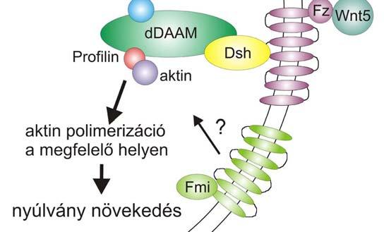 49. ábra A PCP/dDAAM jelátviteli út modellje a nyúlványnövekedés során. A Wnt5 kötődik a Fz receptorhoz, ami a Stbm/Pk/Fmi fehérjékkel együttműködve a Dsh aktiválódását idézi elő.