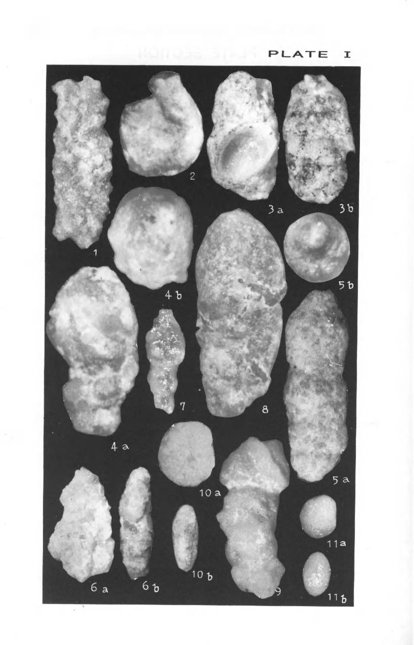 210 Zonal Stratigraphy and