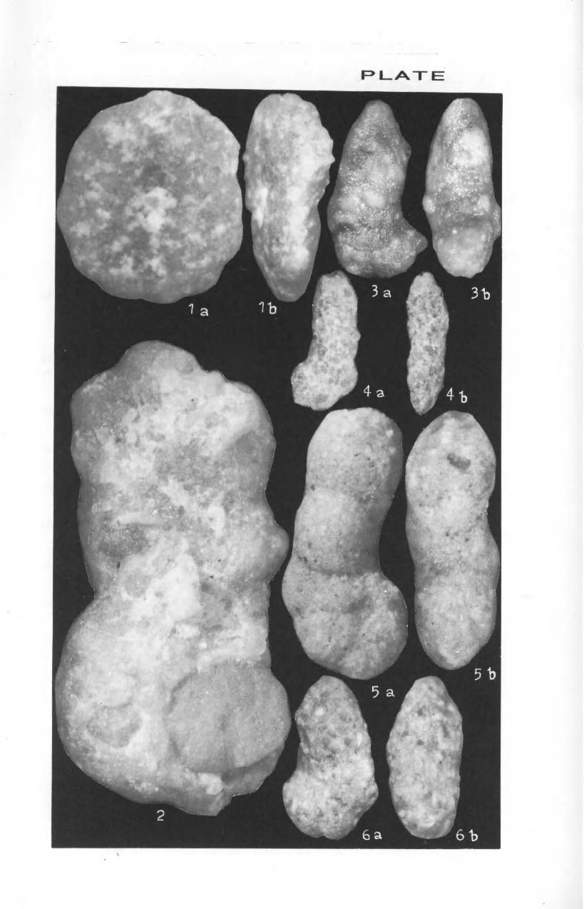 212 Zonal Stratigraphy and