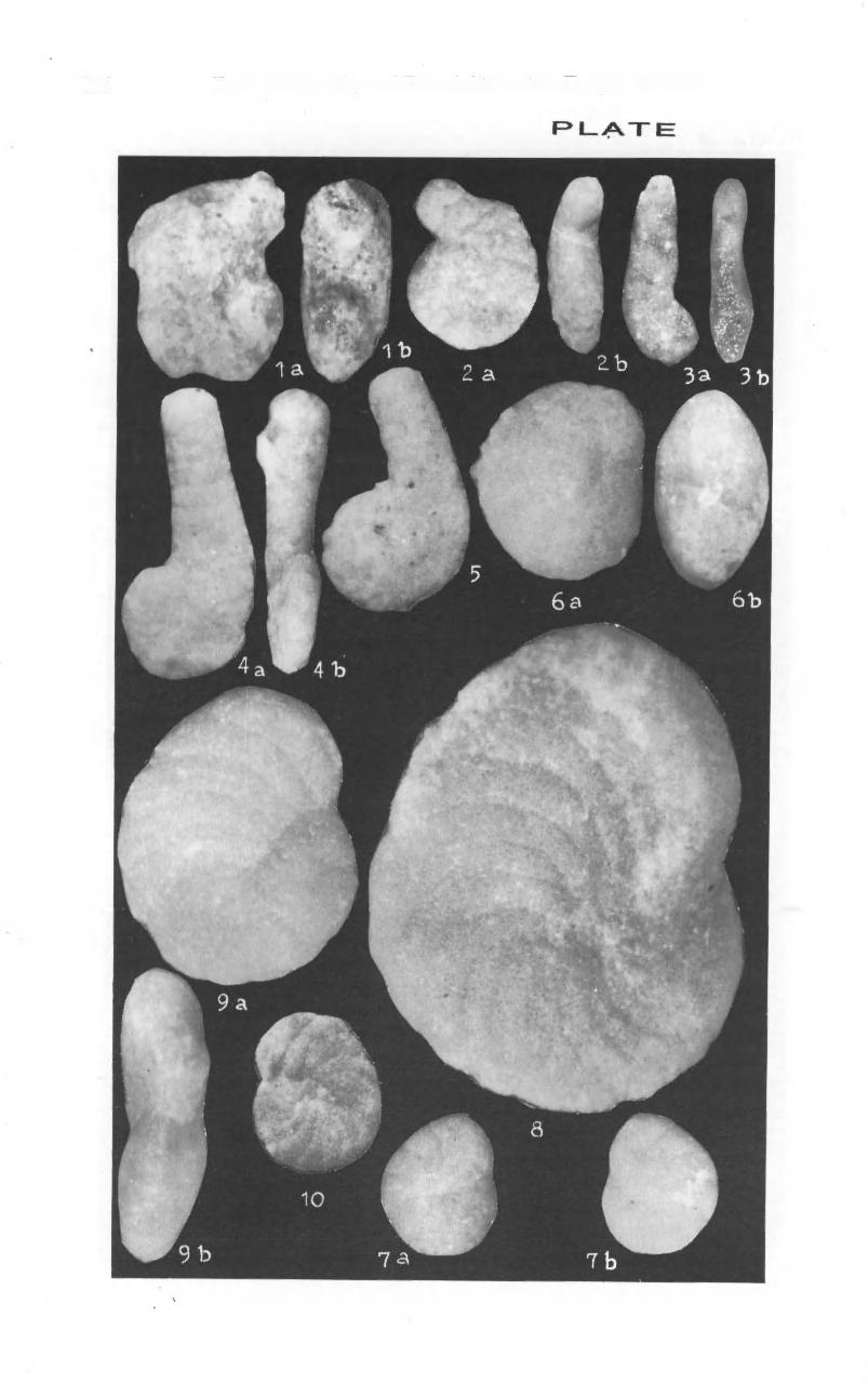 216 Zonal Stratigraphy and