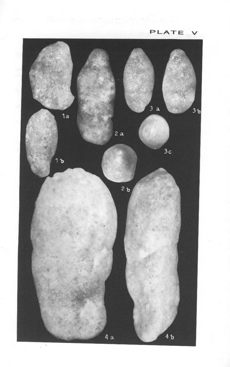 218 Zonal Stratigraphy and