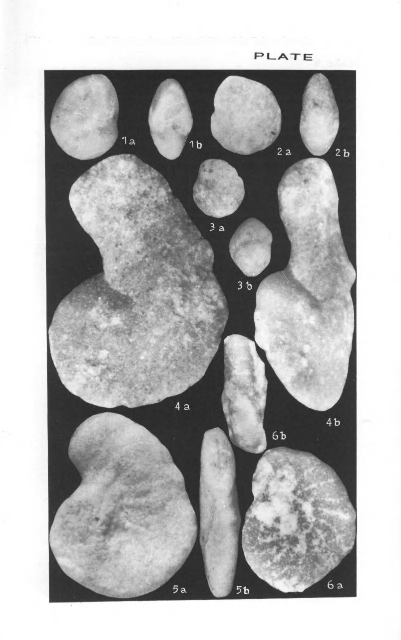 220 Zonal Stratigraphy and