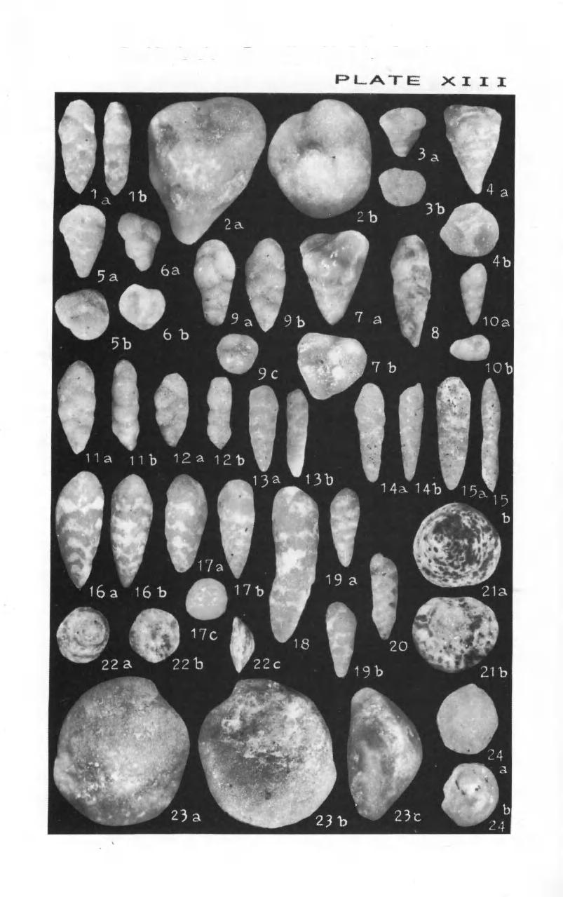 234 Zonal Stratigraphy and