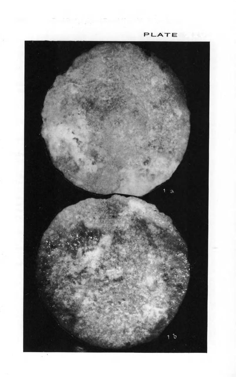 236 Zonal Stratigraphy and